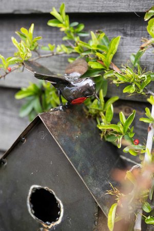 Do Robins Use Bird Houses? Discover Surprising Facts Today!