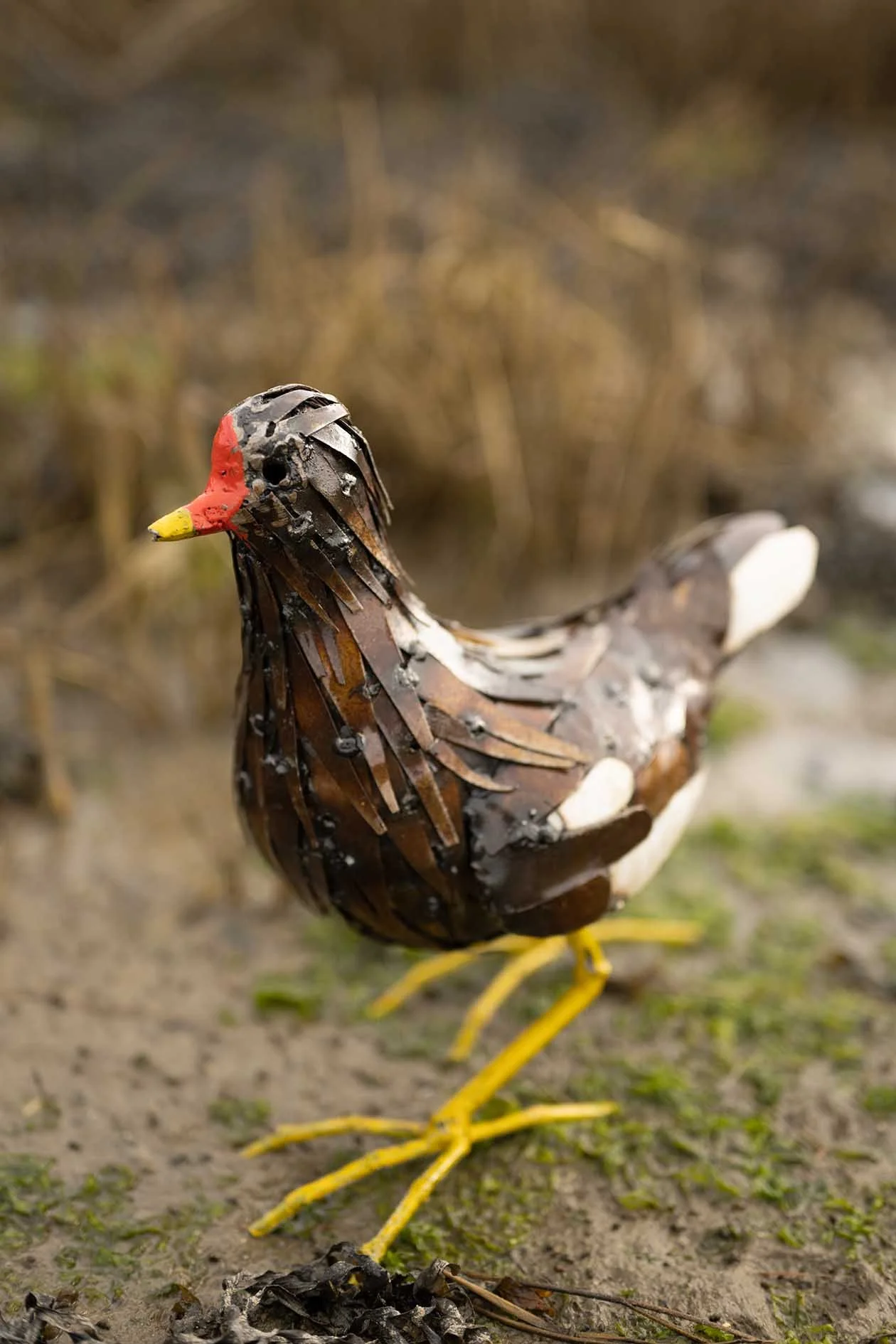moorhen-108.jpg
