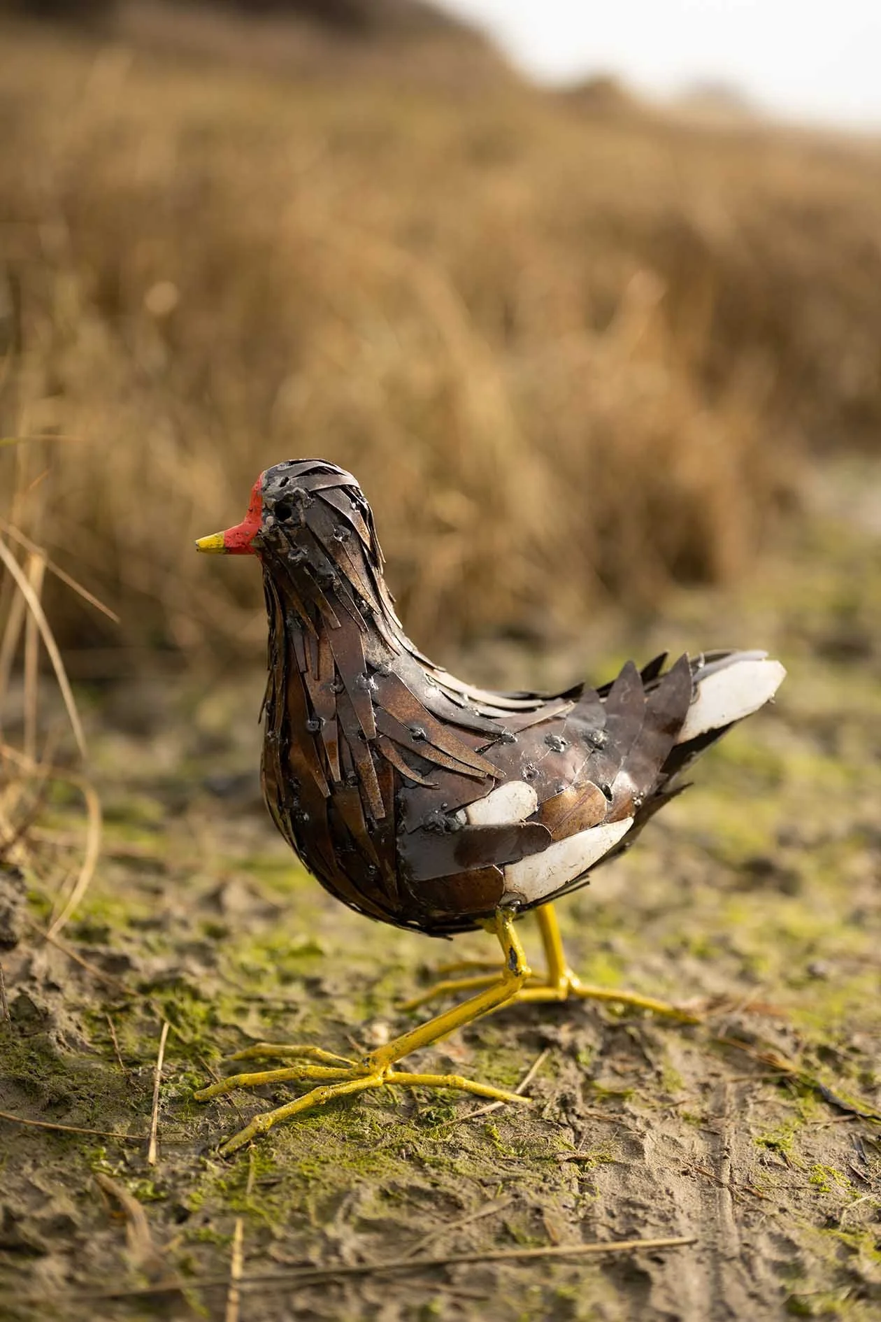 Moorhen