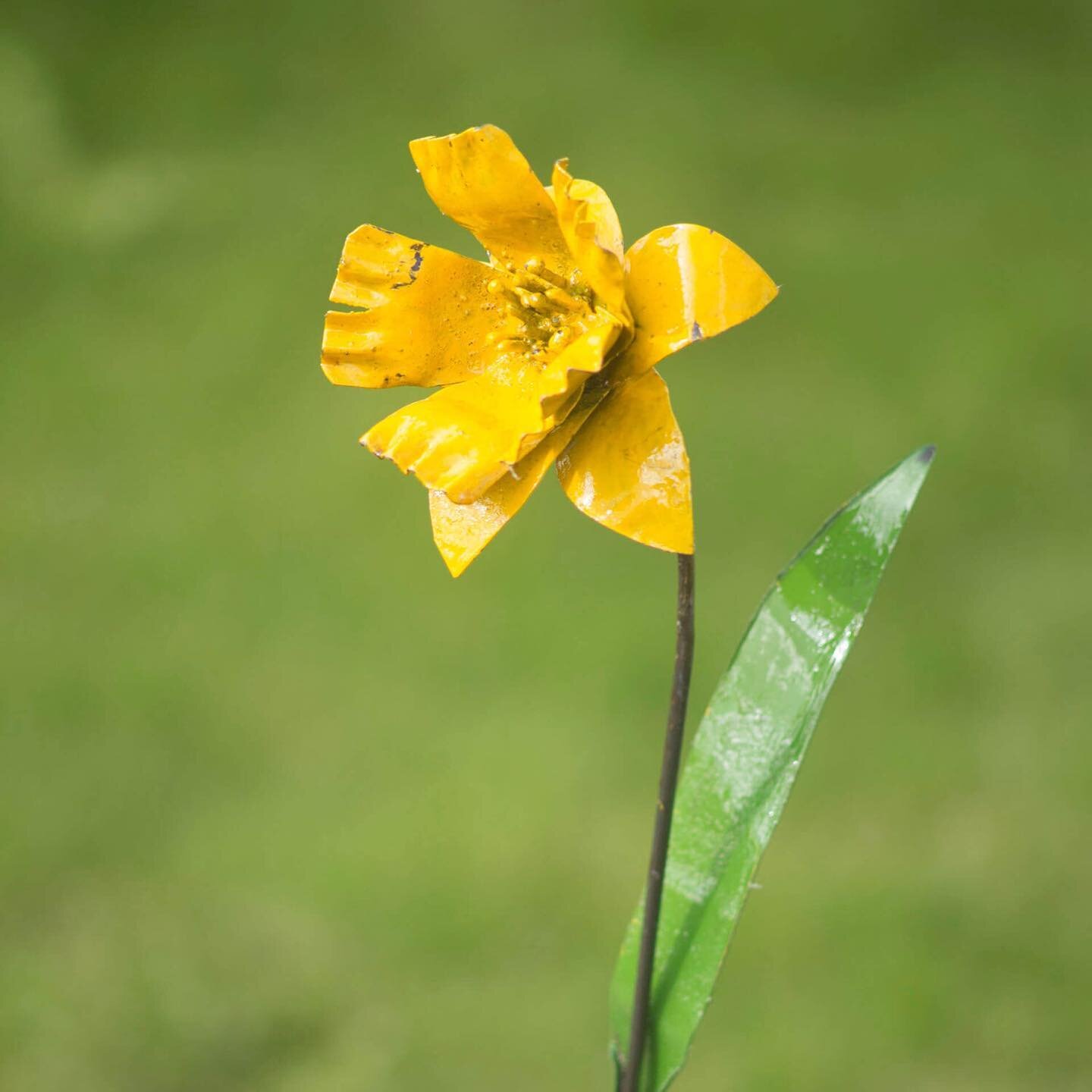 A pop of spring colour to brighten up a grey January day. The clocks will change and bulbs will make an appearance before you know it. Our recycled metal sculptures are varnished, making them suitable to be outdoors all year round. So in the gloomies