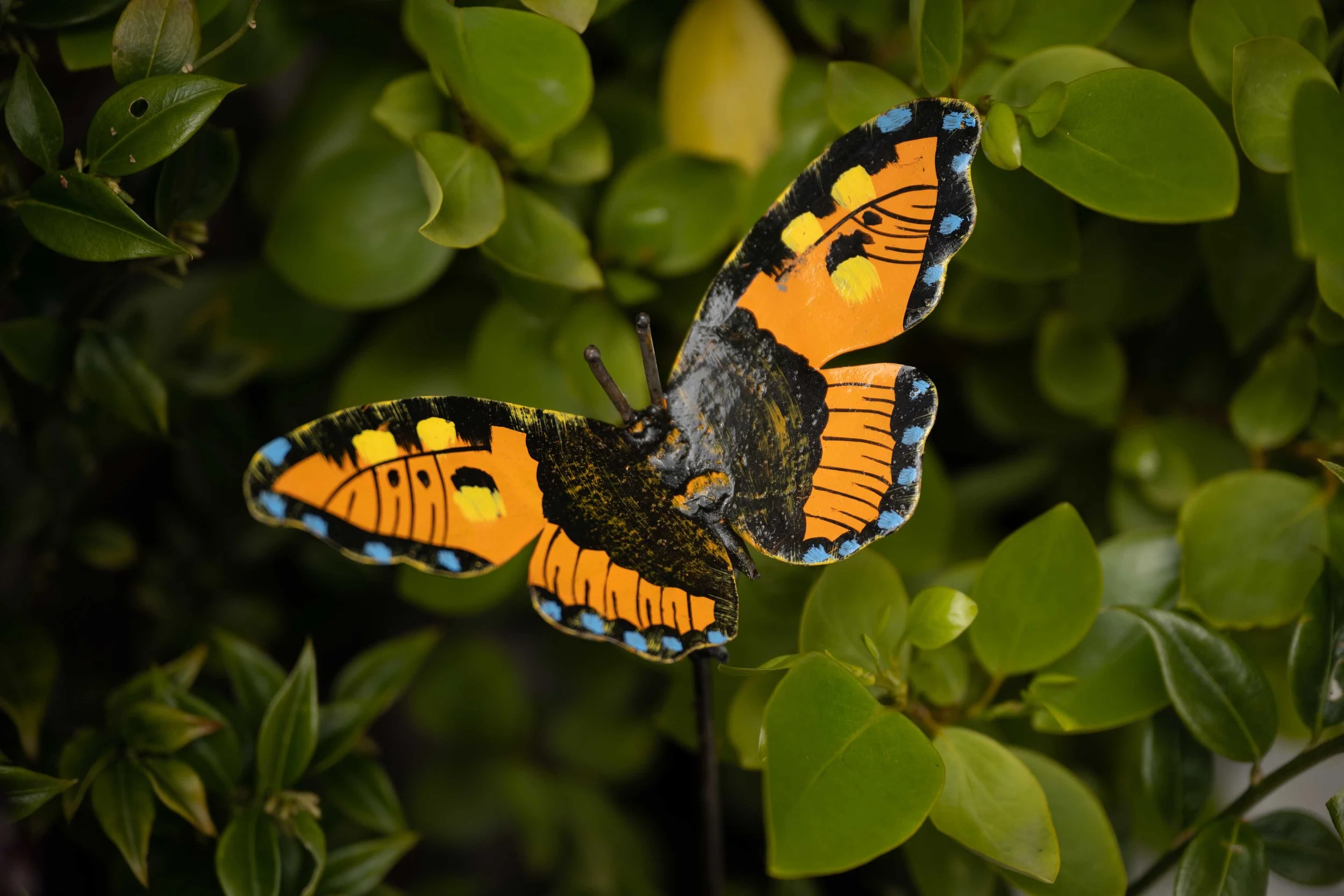 paintedladybutterfly-OR60LR.jpg