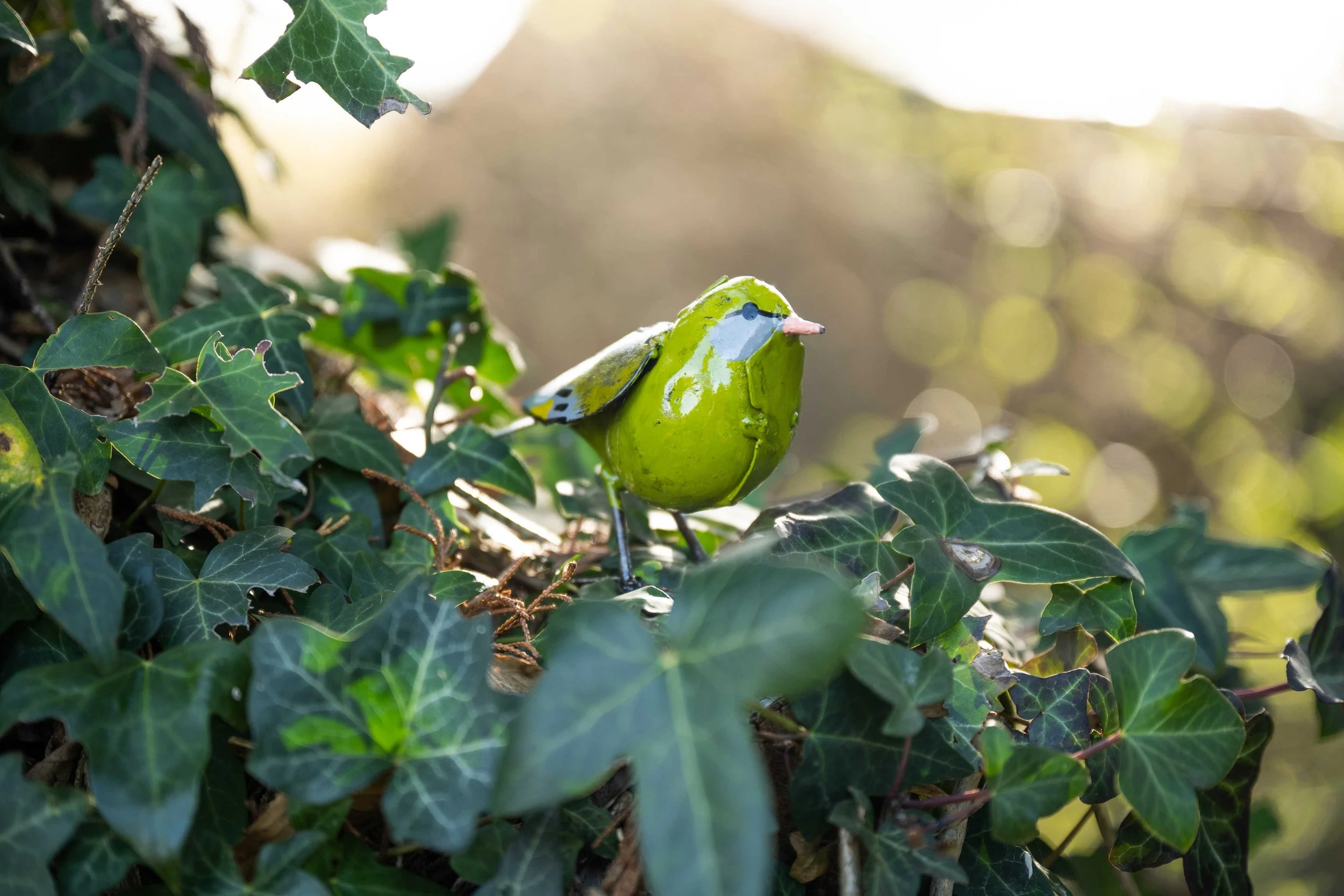 greenfinch_chiafrica-31LR.jpg