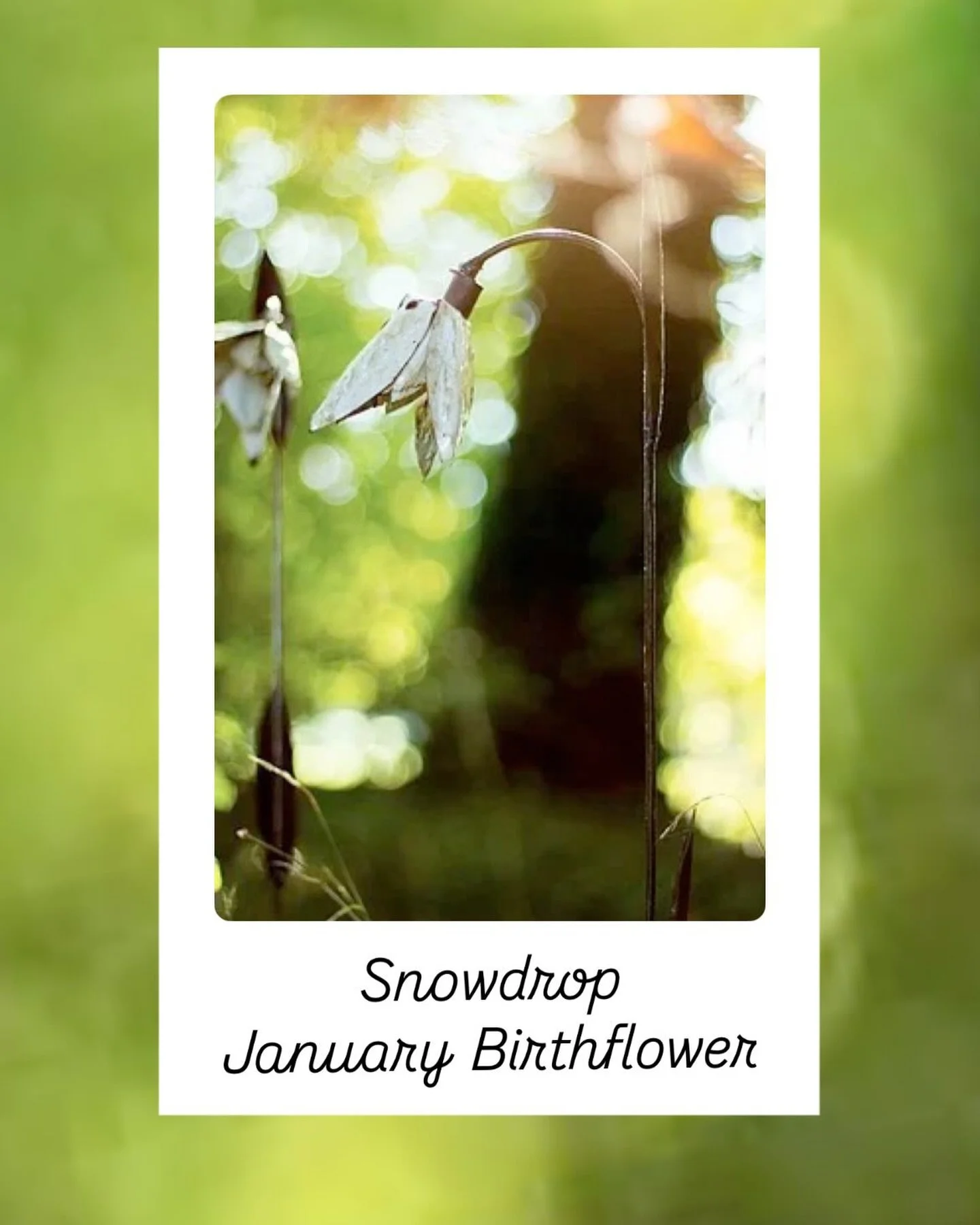 If you have a tricky January birthday coming up, why not put one of our recycled metal Snowdrops on your list? They&rsquo;re handmade by our craftsmen in Zimbabwe, and hand finished here in the UK. They&rsquo;re also our January Birthflower!
An eco f