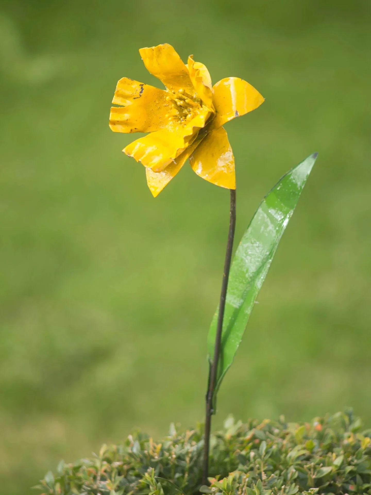 Hello Yellow

Bright, joyful and full of promise, the Daffodil is our birth flower for March. A symbol of new beginnings, hope and the first real signs of spring.

Handcrafted in Zimbabwe from recycled metal, our Daffodil ornament captures that unmis
