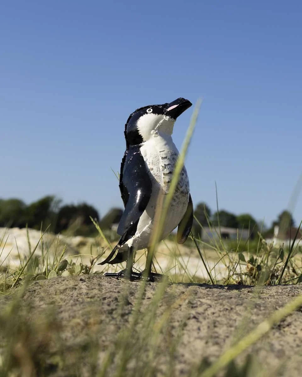 smallhumboldtpenguin_LR1.jpg