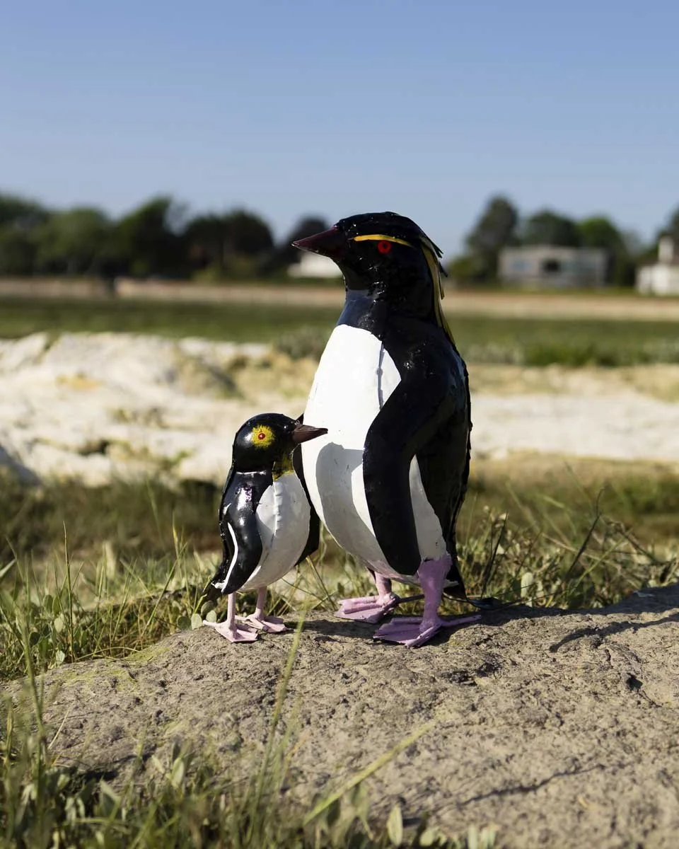 rockhopperpenguinpair_LR1.jpg (Copy)