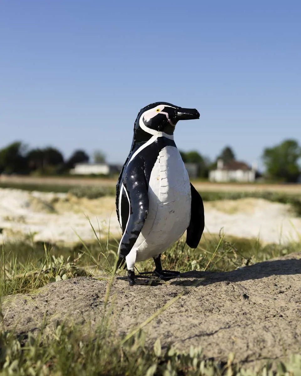 Medium Humboldt Penguin