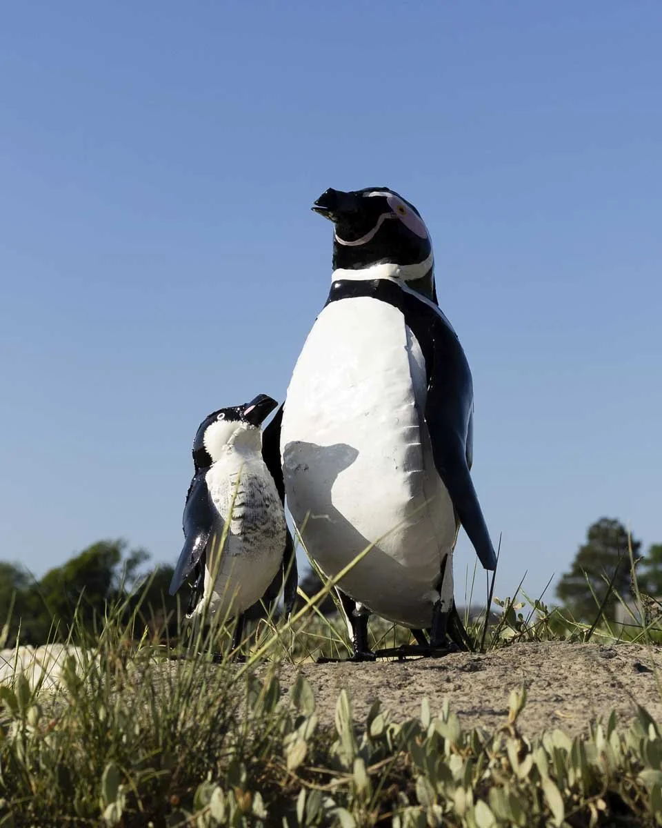 humboldtpenguinpair_LR2.jpg (Copy)