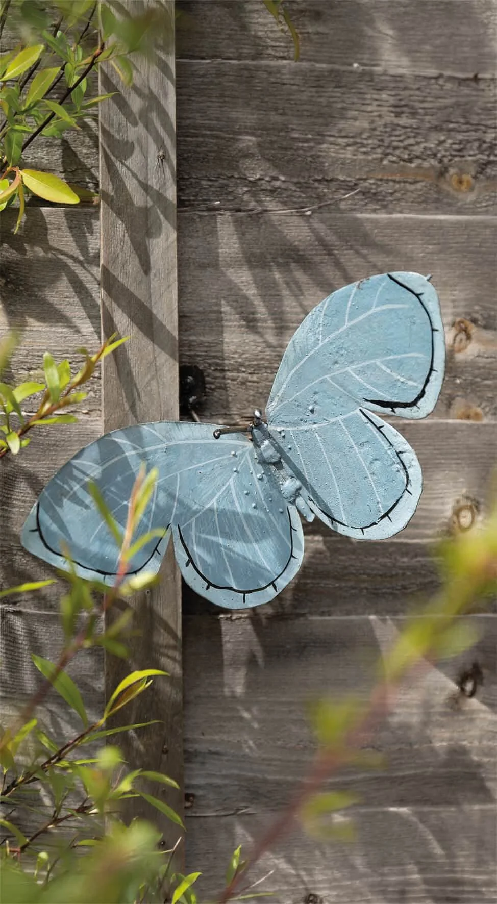 Common Blue Wall Butterfly