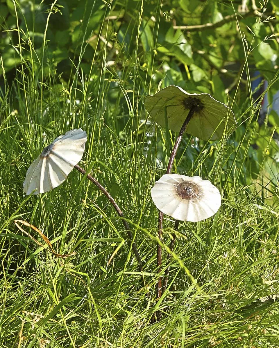 mushrooms_LR1.jpg