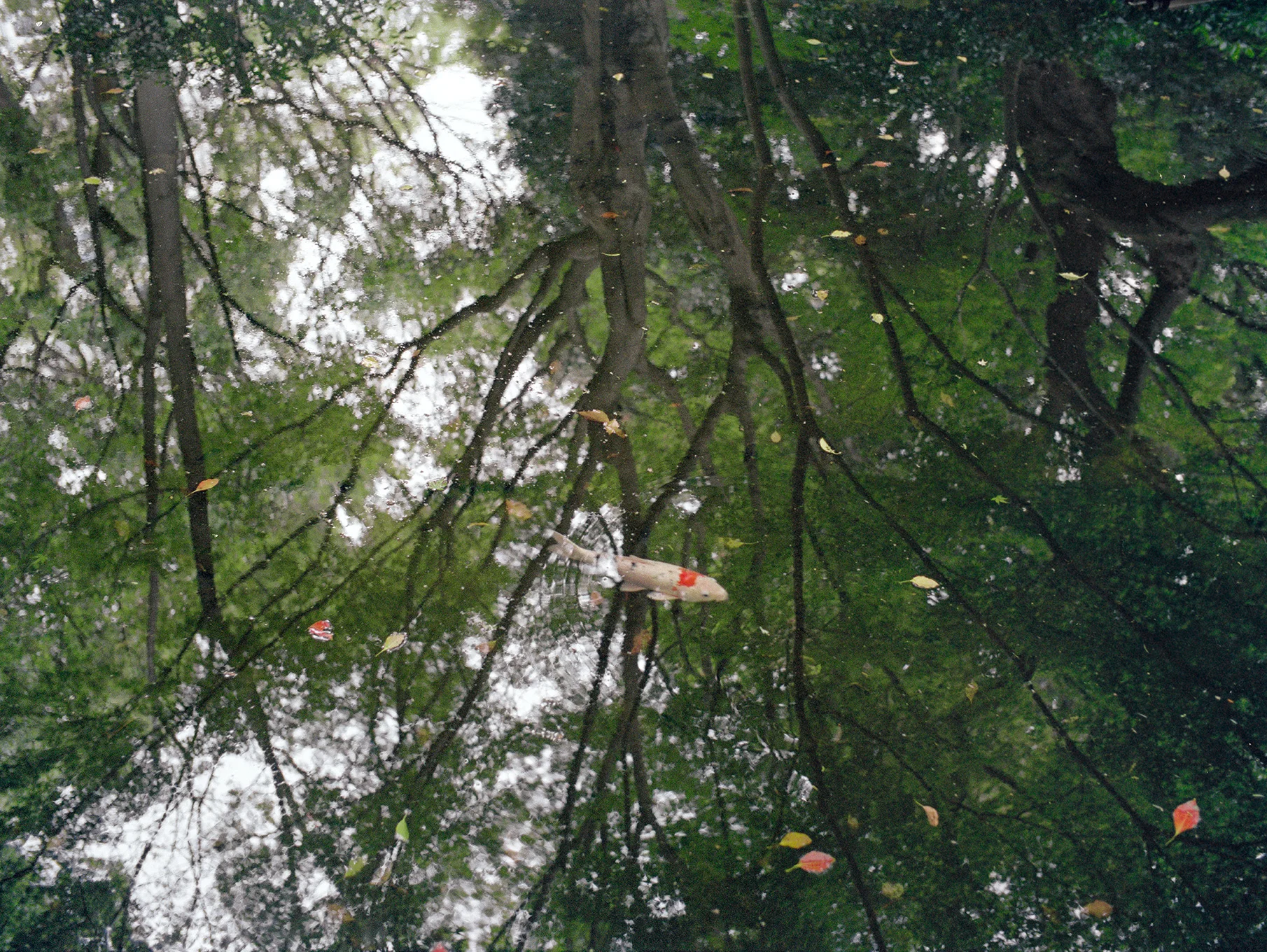   Koi IV, New Otani Hotel garden,  Tokyo, 2019  