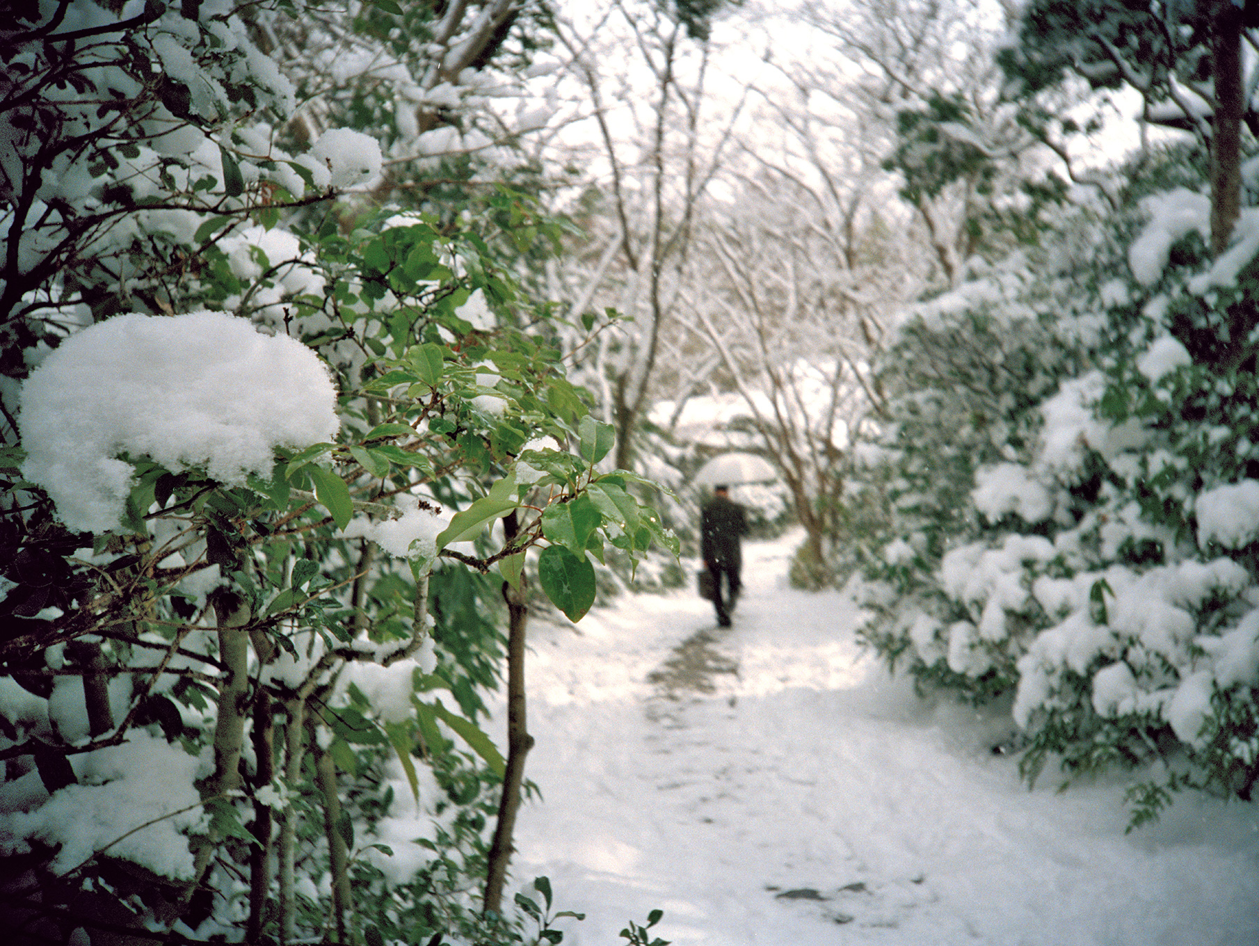   Morning snowfall,  Arashiyama, 2005  