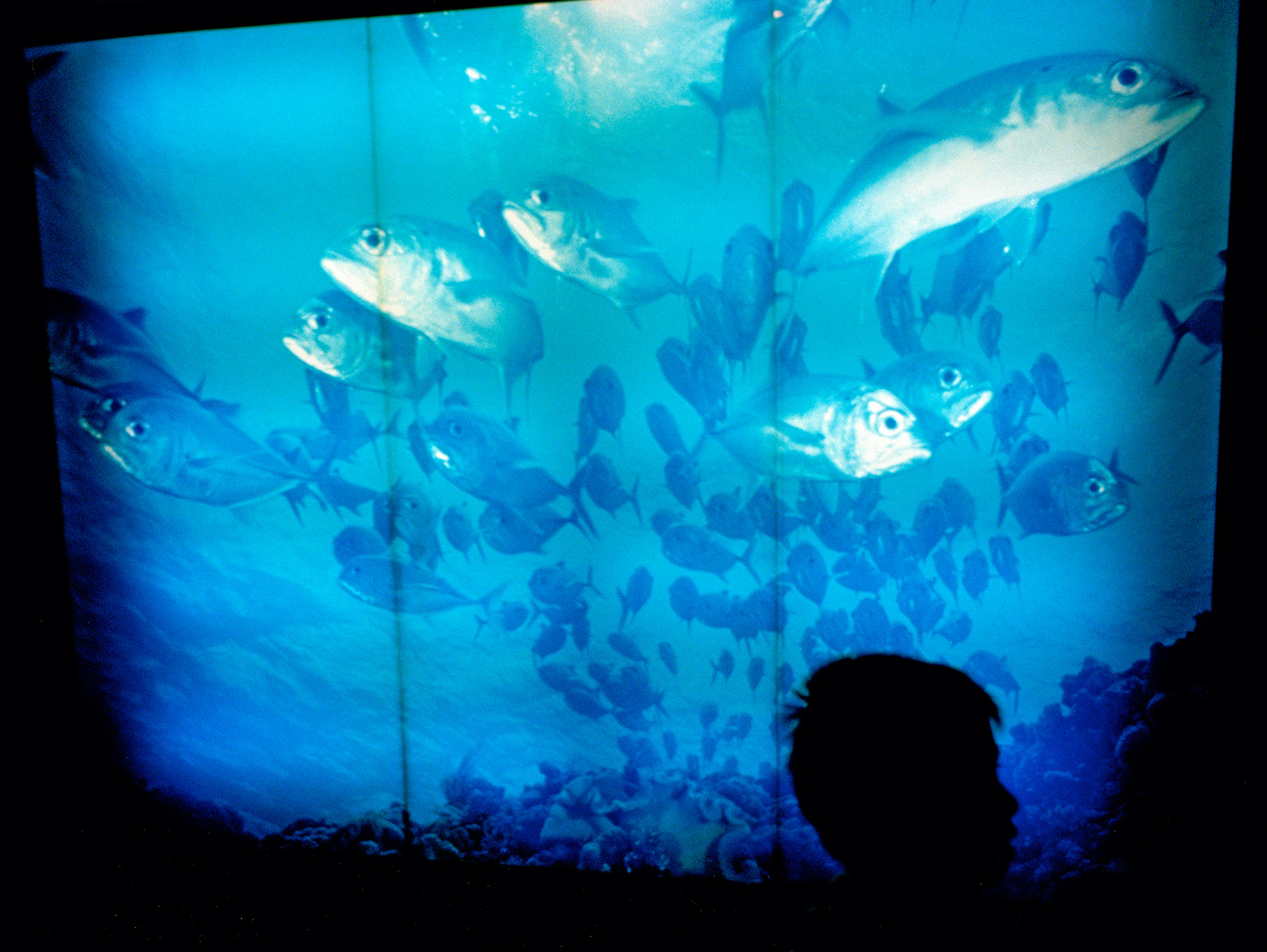   Kaiyukan aquarium,  Minato ku, 2010  