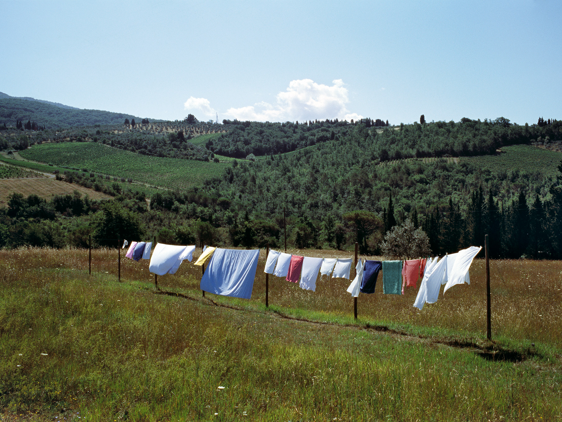   Just washed,  Montalcino, Italy, 2013  