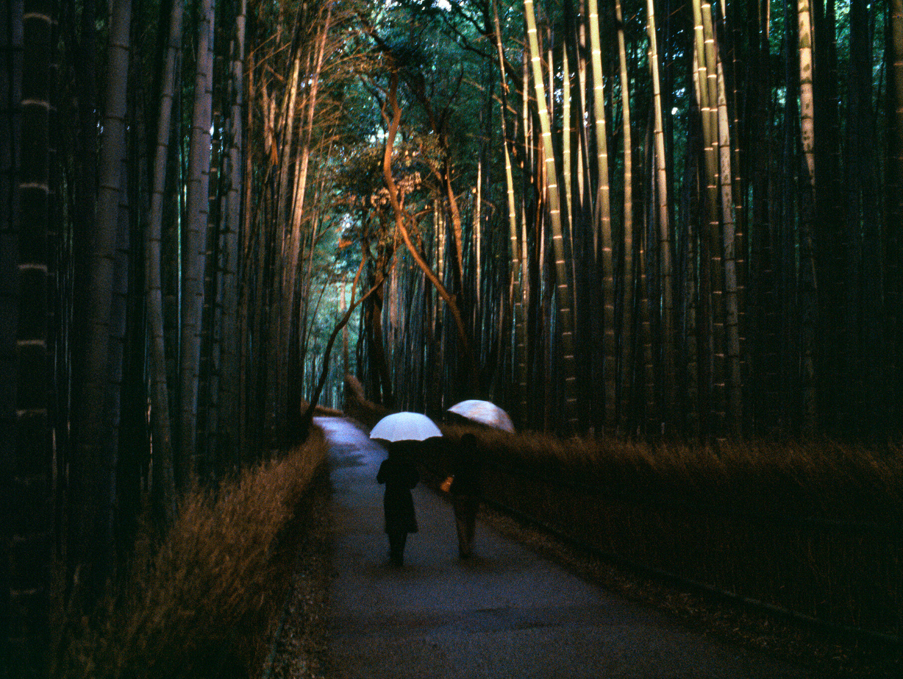   Bamboo grove,  Arashiyama, 2006  