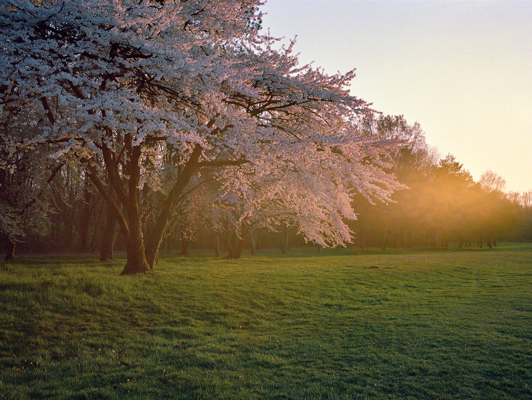   Cherry trees at sunset,  March 2021  