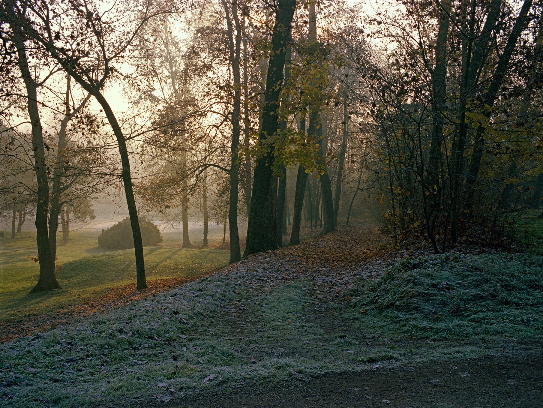   For more info: →    Monza Park     Woods in late autumn, #1,  December 2020  