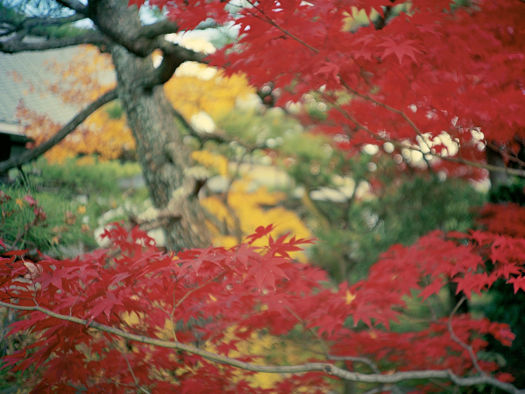   Foliage at Myōshin-ji, Kyoto, 2004  