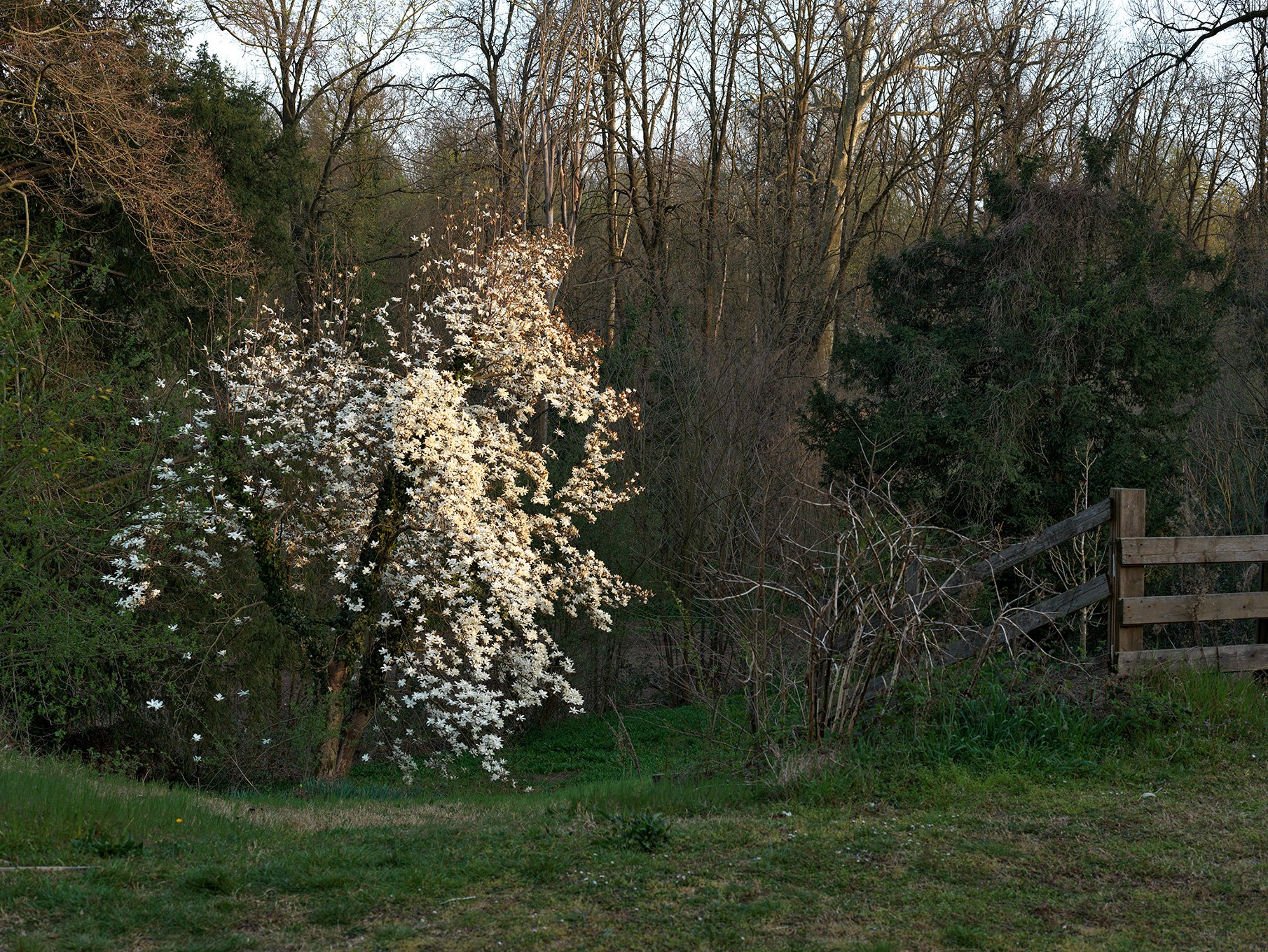   Starry magnolia in bloom, April 2022  