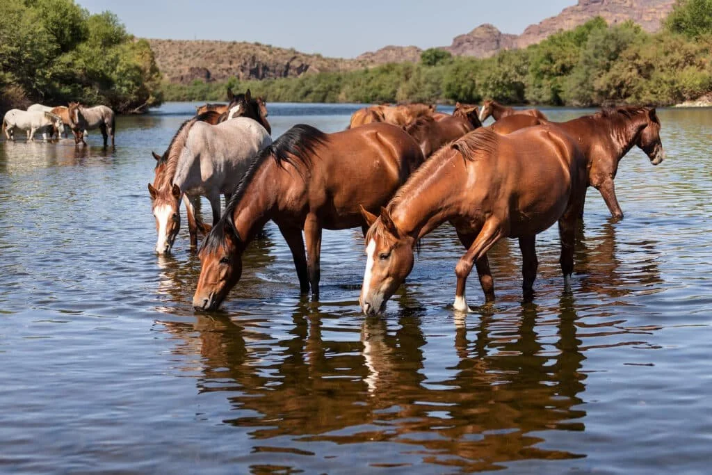 Salt-River-Mustang-Photos-09-1024x683.jpg