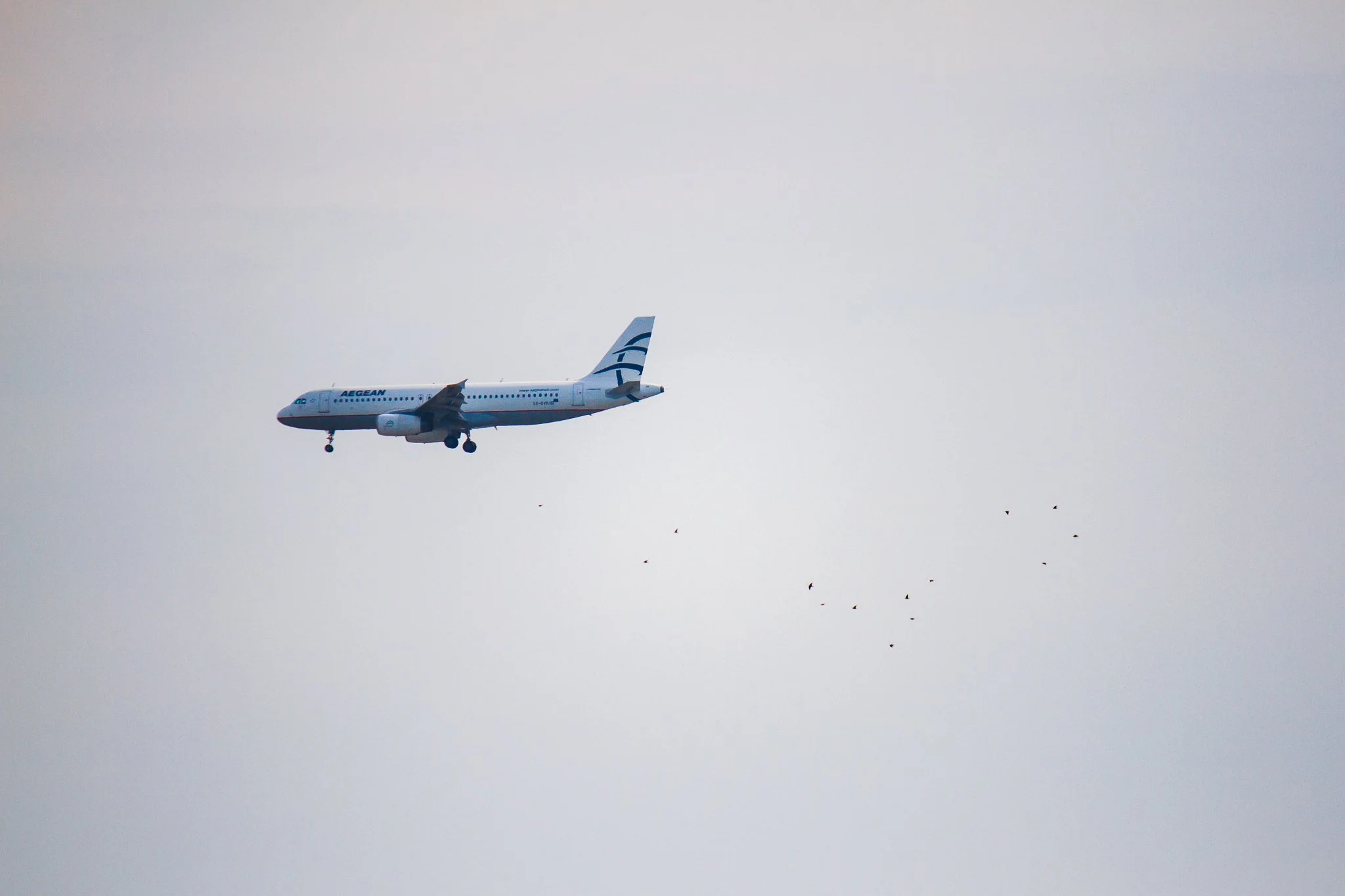 Aegean airlines aircraft a a flog of birds at Athens International Airport