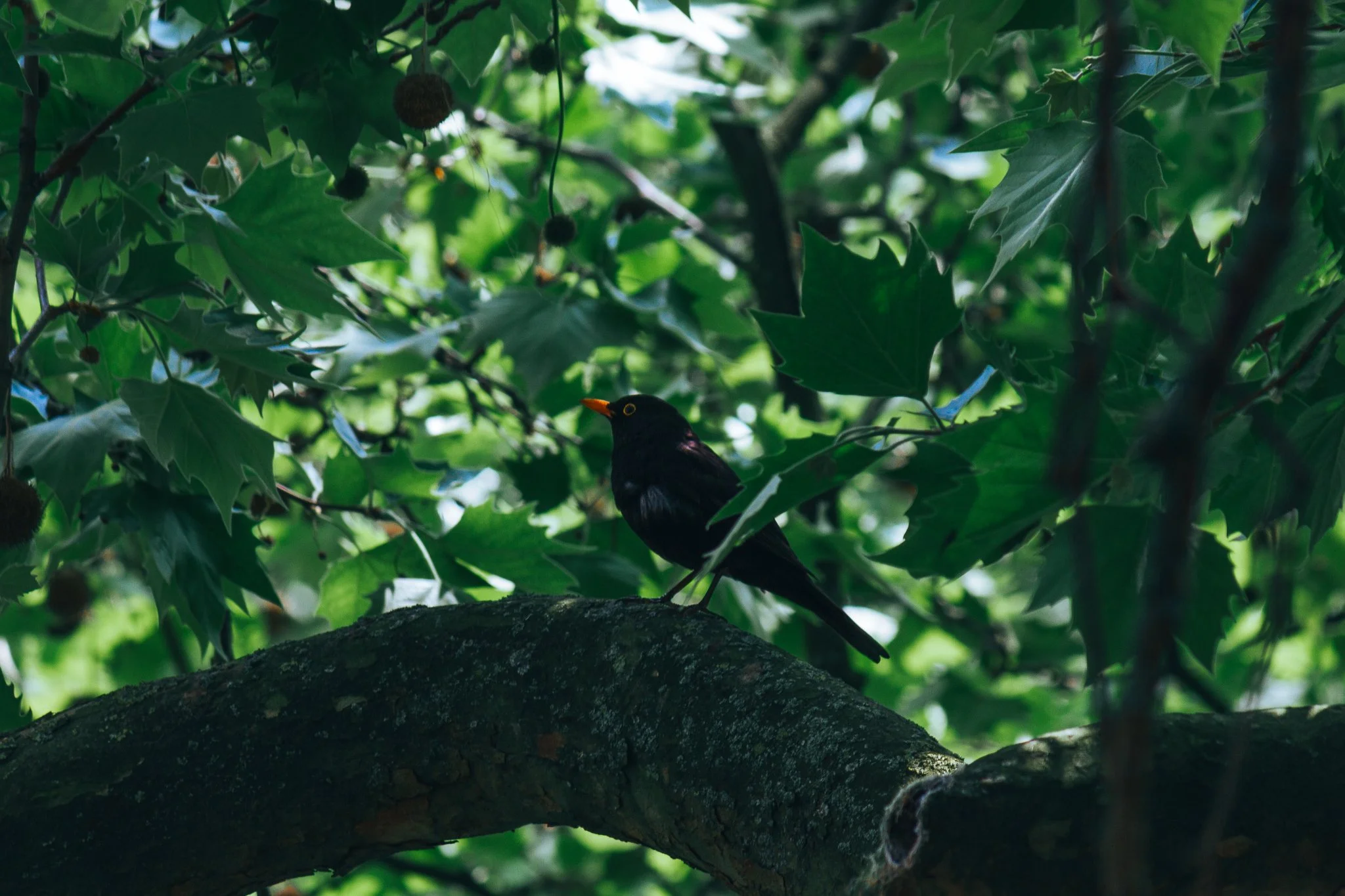 © Nick Boutsikos_Rotterdam-61.jpg