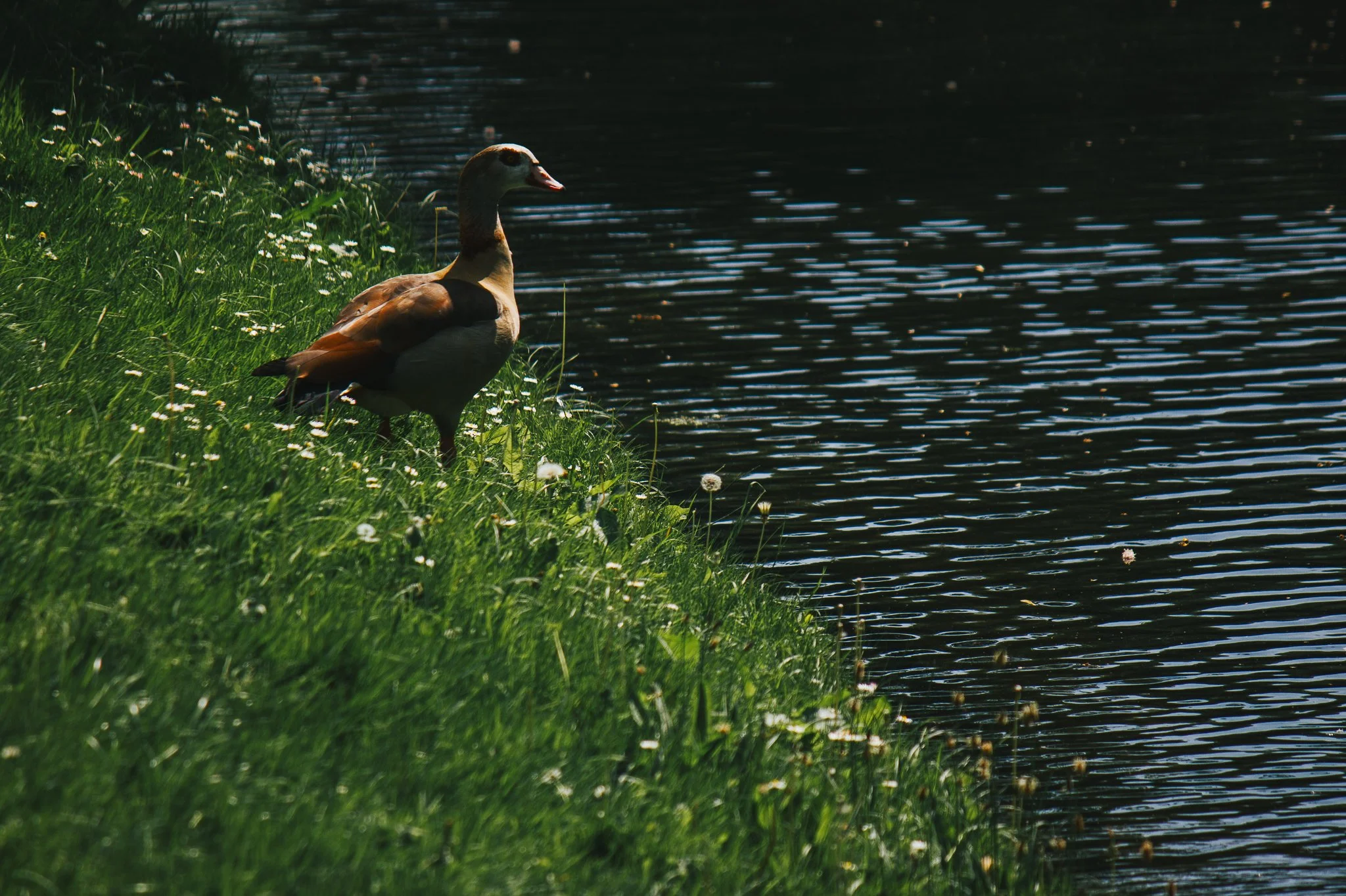 © Nick Boutsikos_Rotterdam-62.jpg