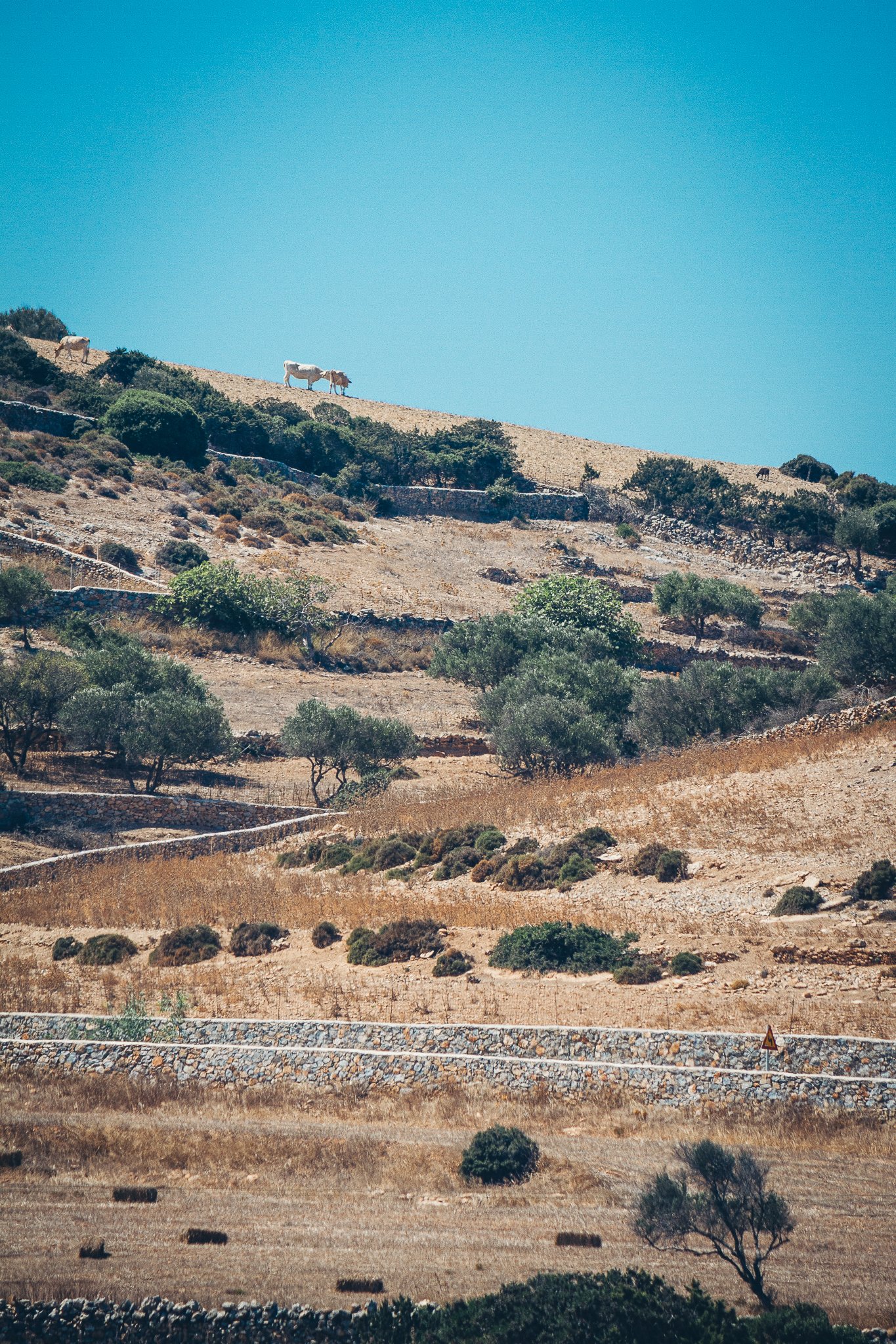 © Nick Boutsikos_Island snipets | Schinoussa-12.jpg