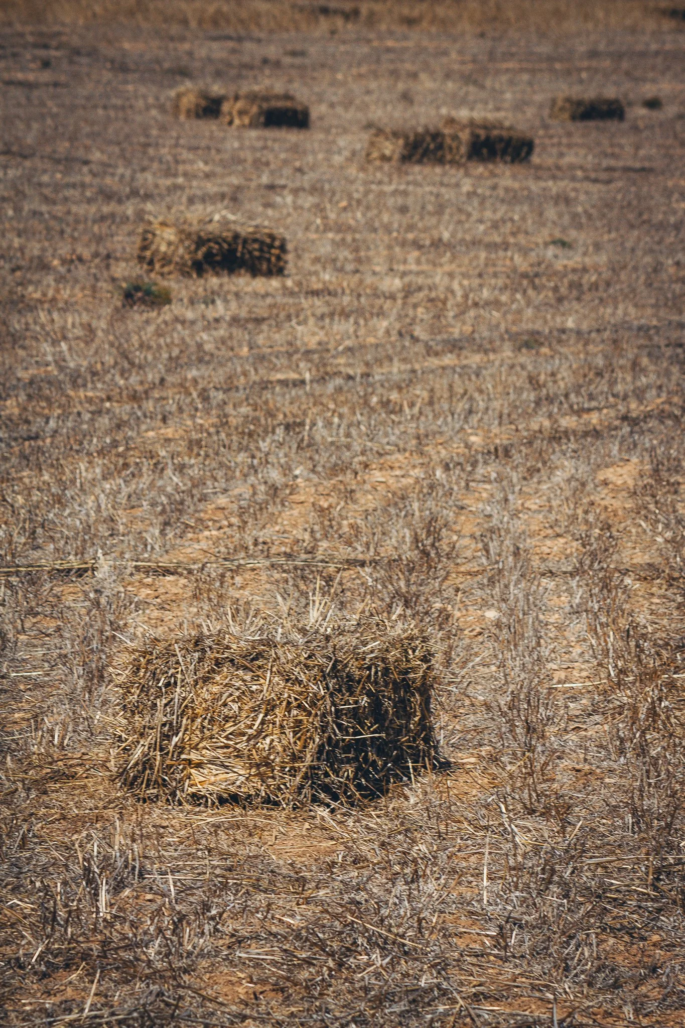 © Nick Boutsikos_Island snipets | Schinoussa-15.jpg
