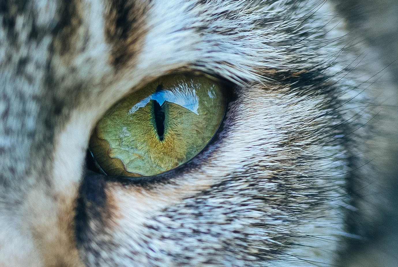 Nidibou Photography - Through the cat’s eye: A short macro trip