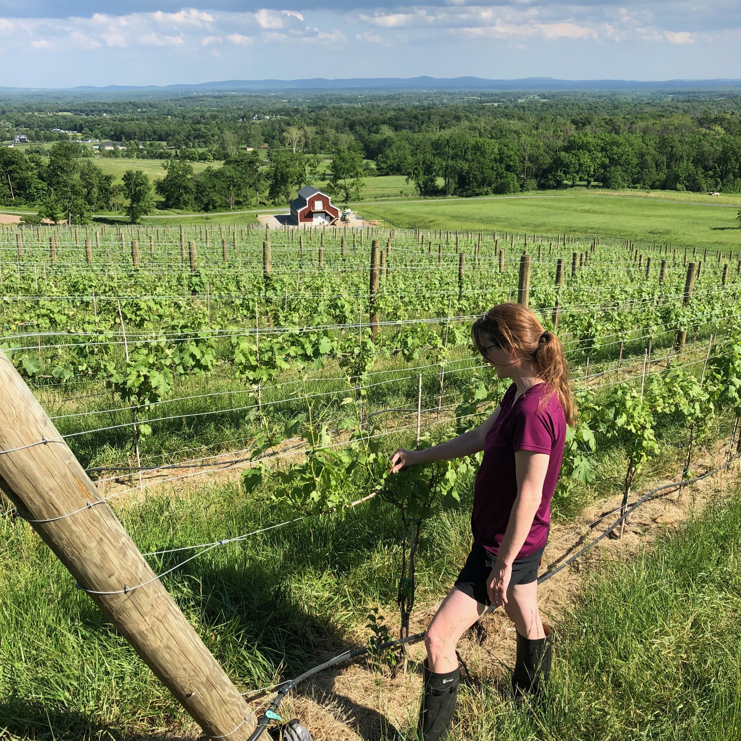 Our Vineyard in Bluemont, Virginia