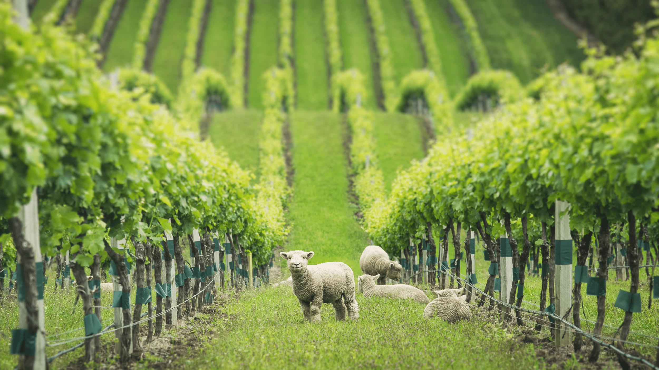 New Zealand Wine Dinner