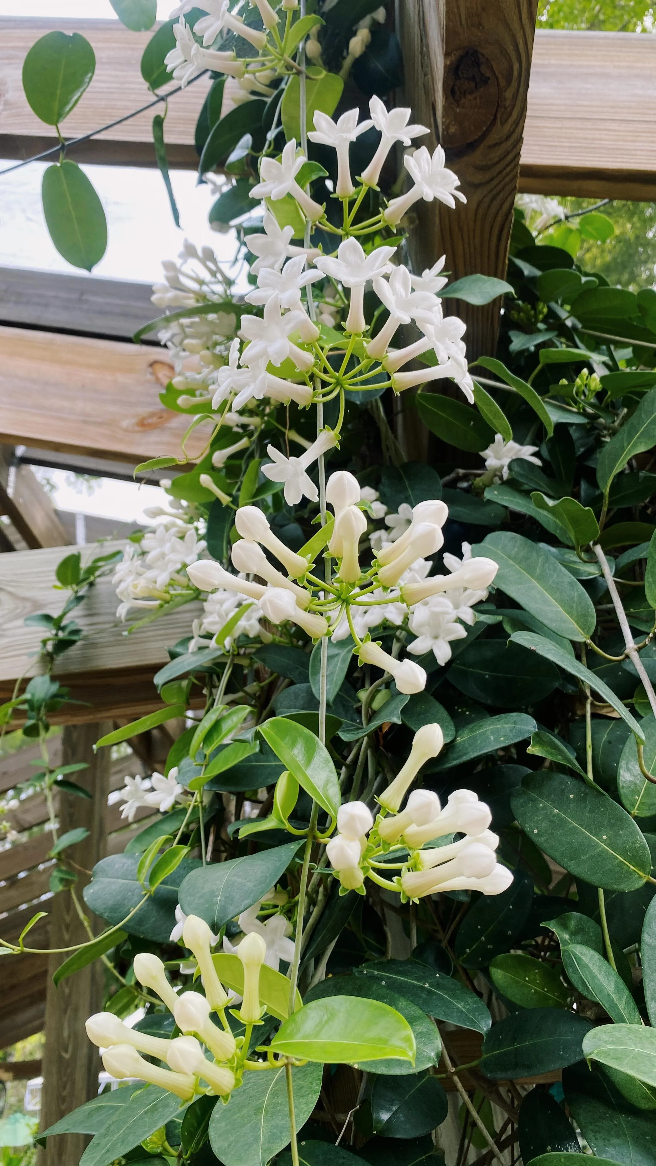 Island Home Garden Center