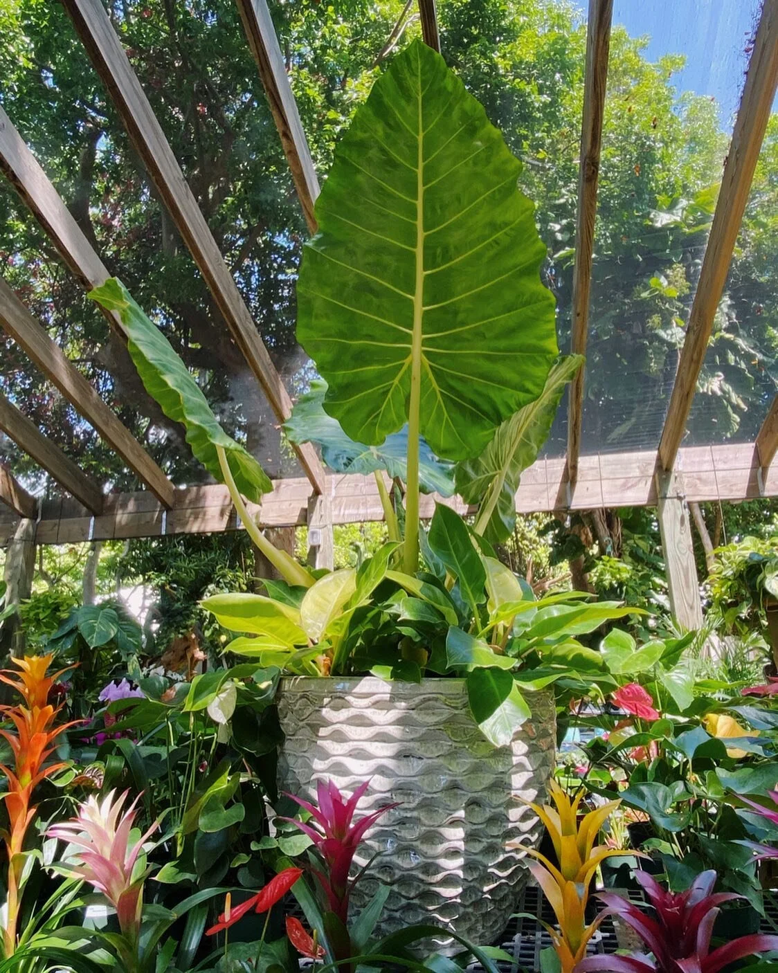 Island Home Garden Center