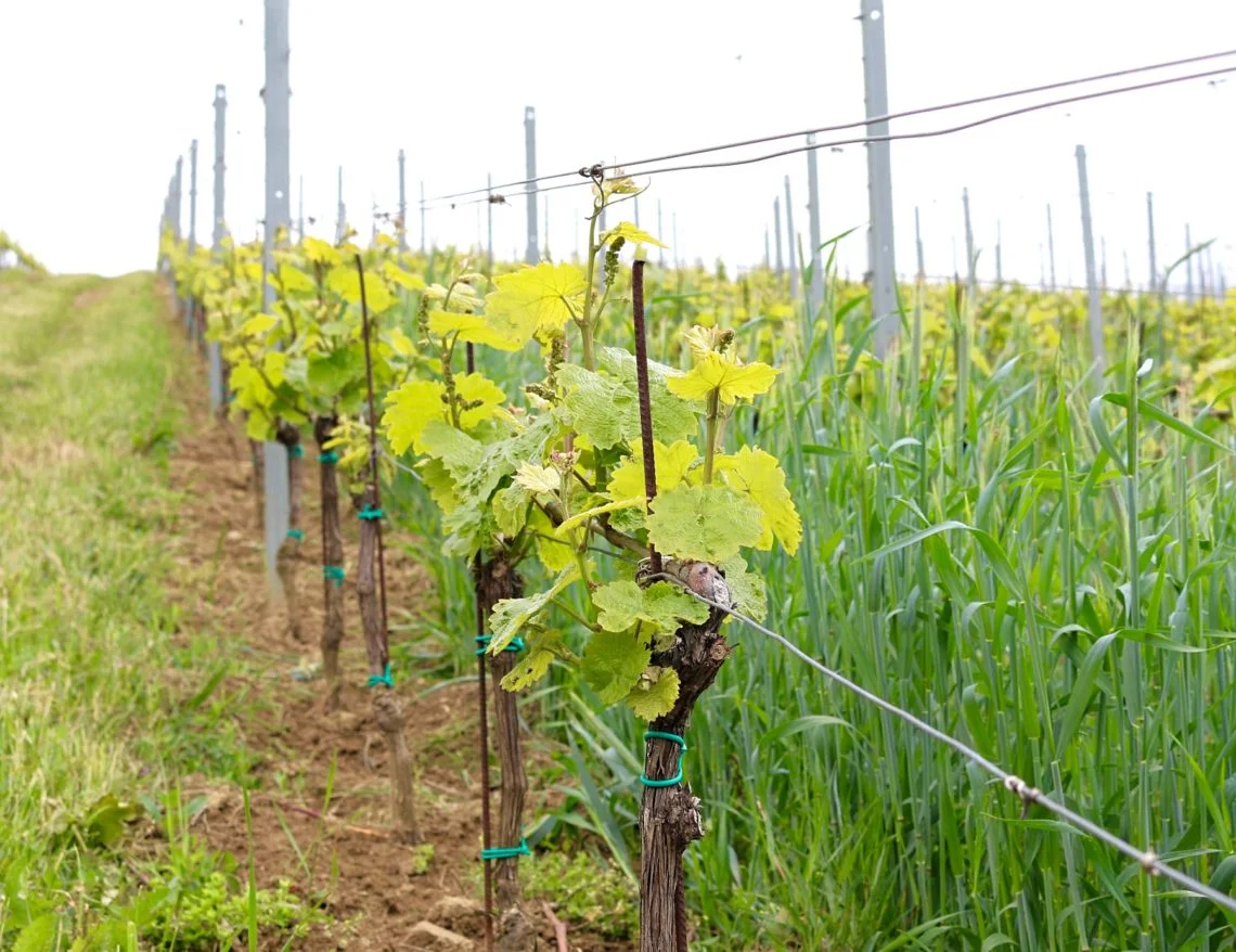 vine-3-1140x878.jpg
