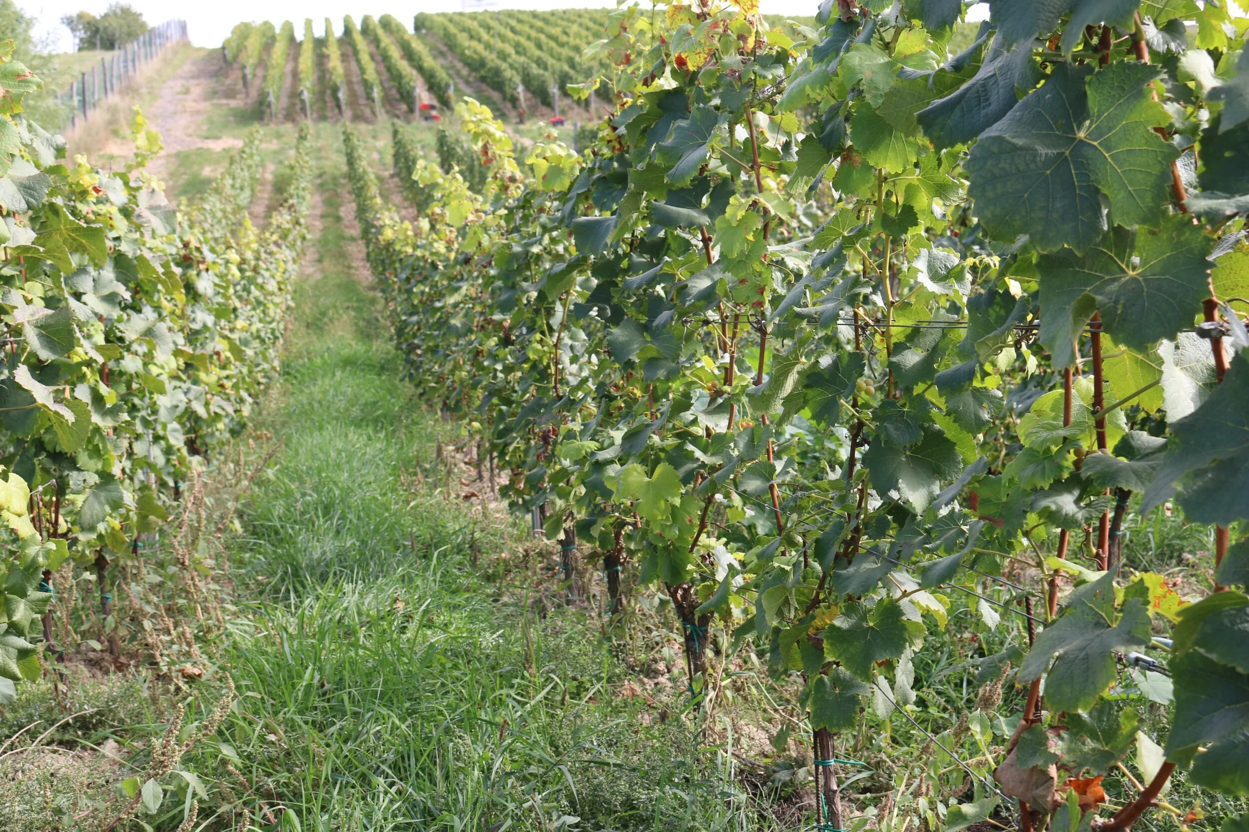 vaclav vineyard.jpg