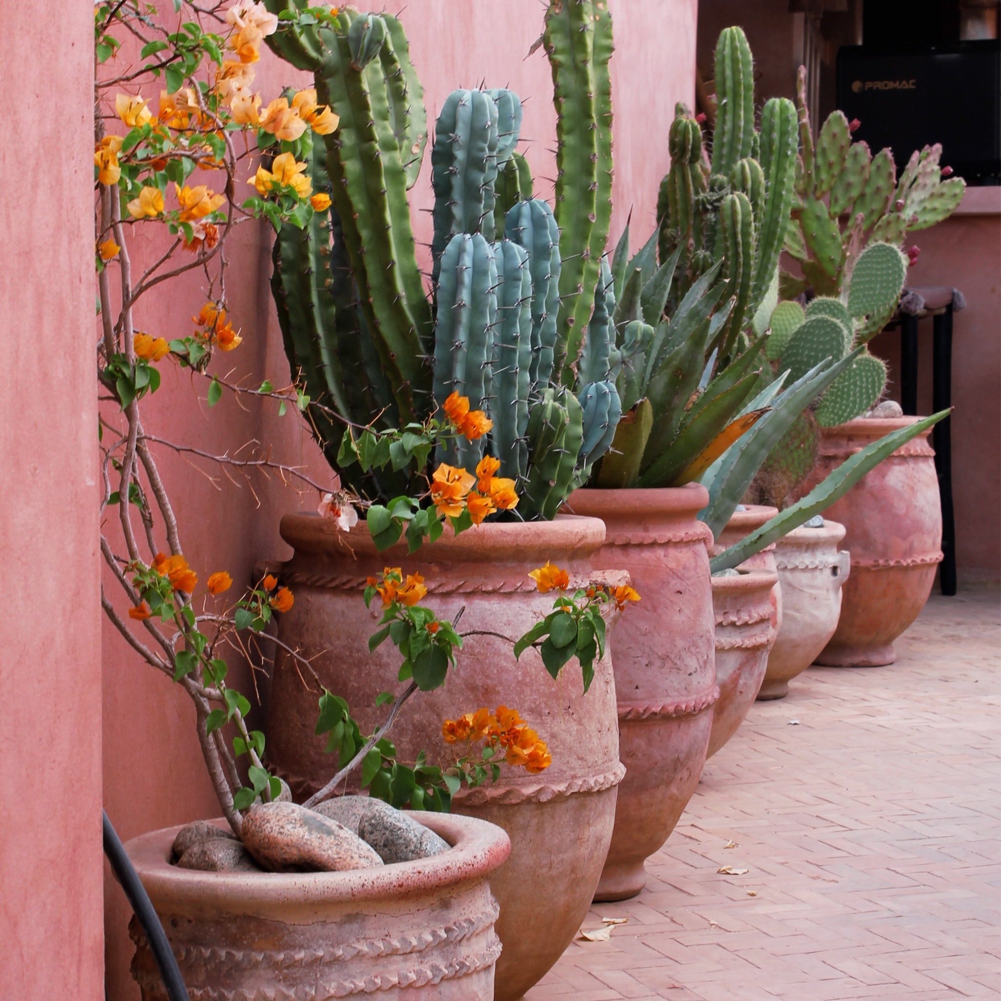 Cactus at Riad Be Marrakech
