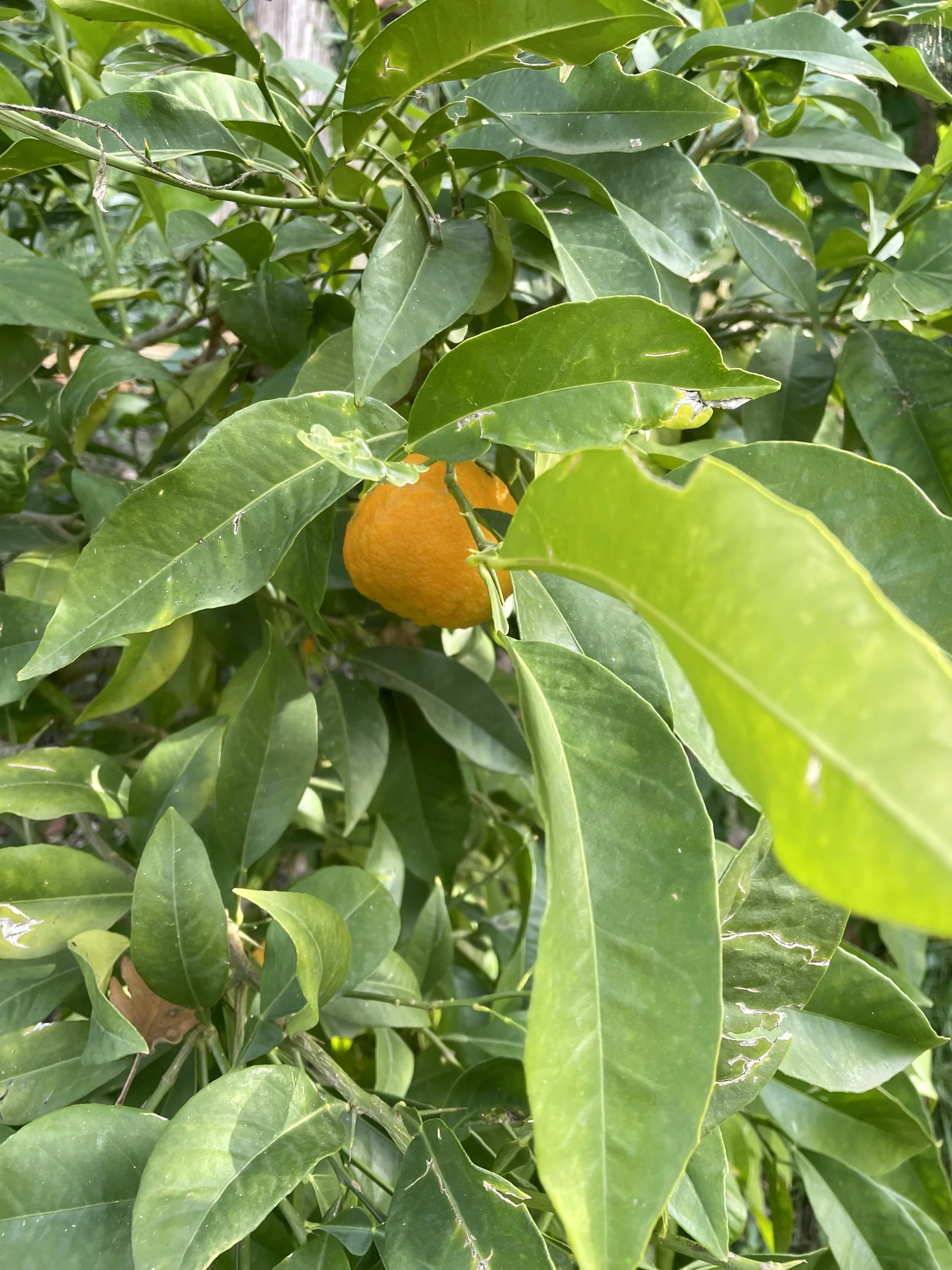 Orange tree at In Sabina