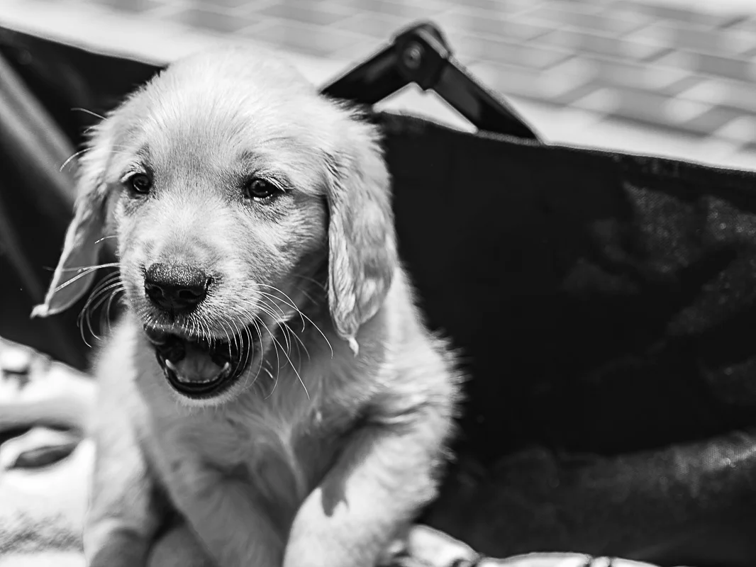 Pets-7.jpg