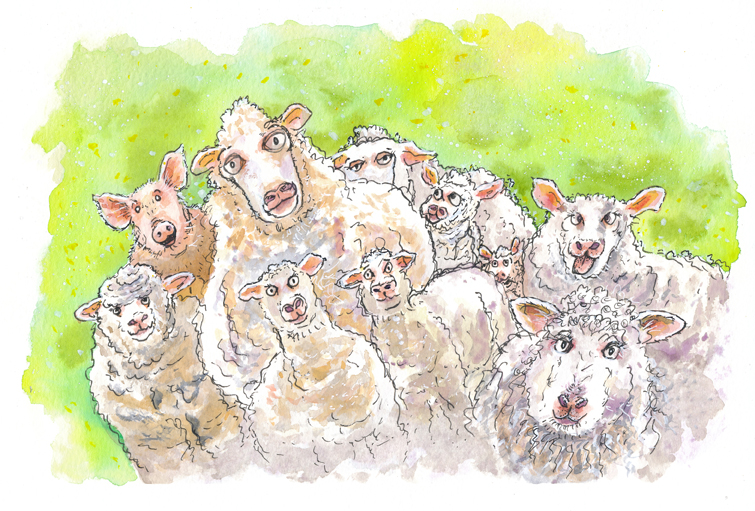 Bob photobombs the sheep