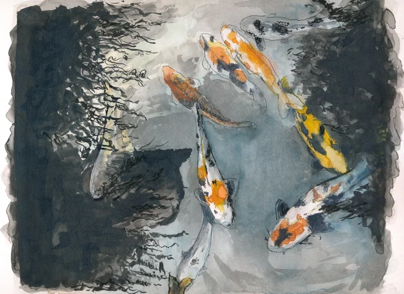 Cat finds a pond of Koi