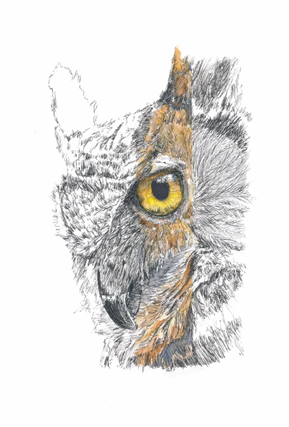 Owl