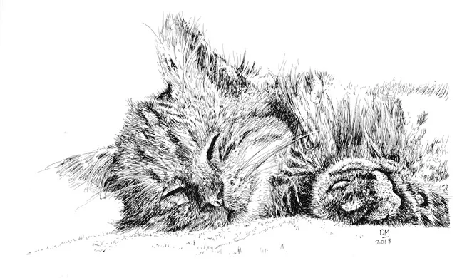 Sleeping Cat