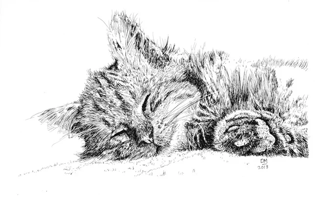 Sleeping Cat