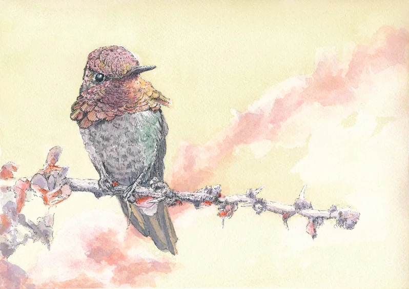 Ann's Hummingbird