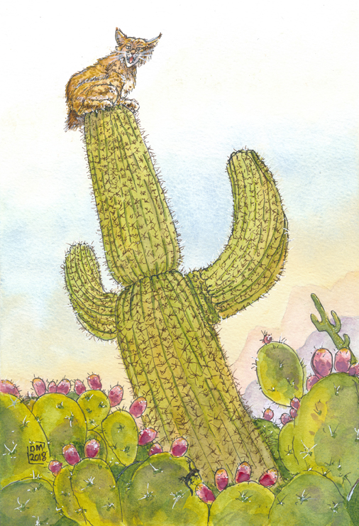 Bobcat on a cactus
