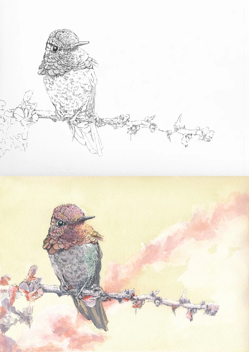 anna_hummingbird_work.jpg