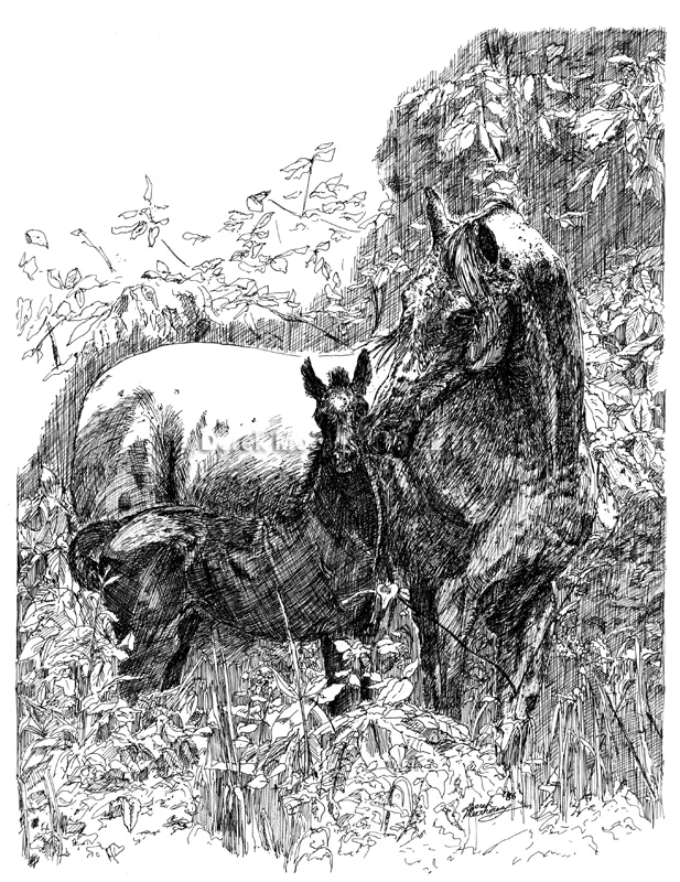 Horse and Foal