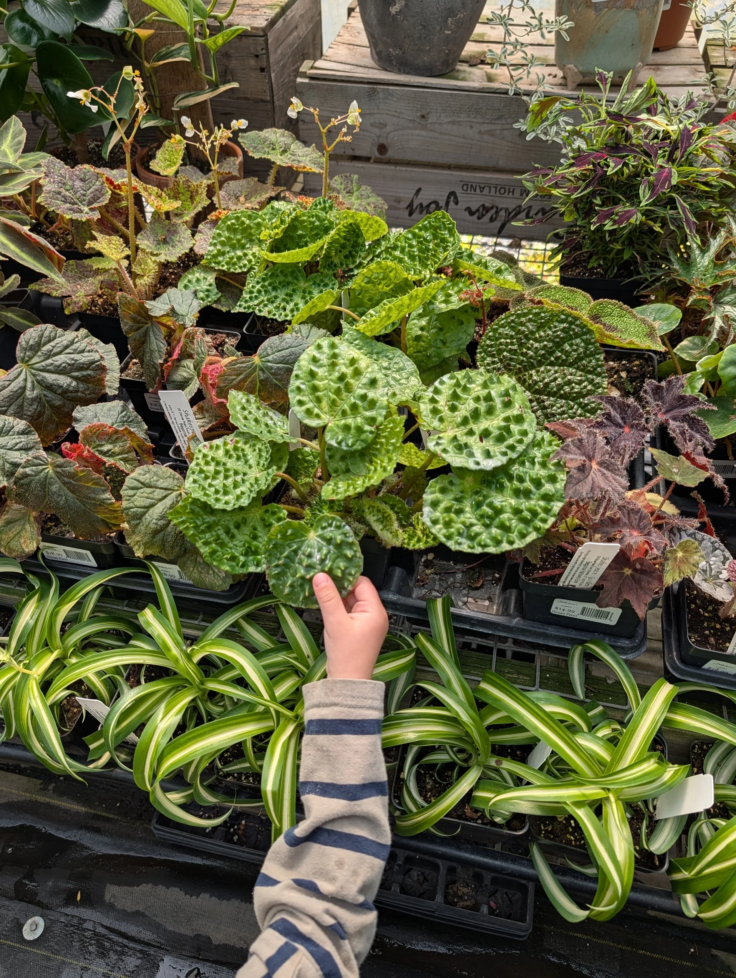 Small hand reaching out towards highly textured tropical houseplants in Beacon, New York plant store