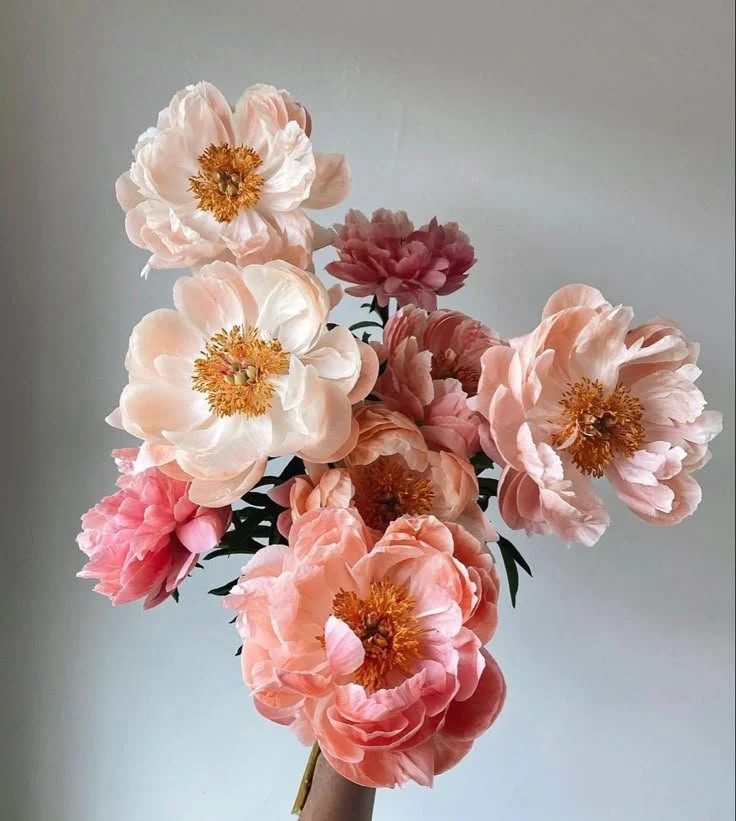 peonies.jpg